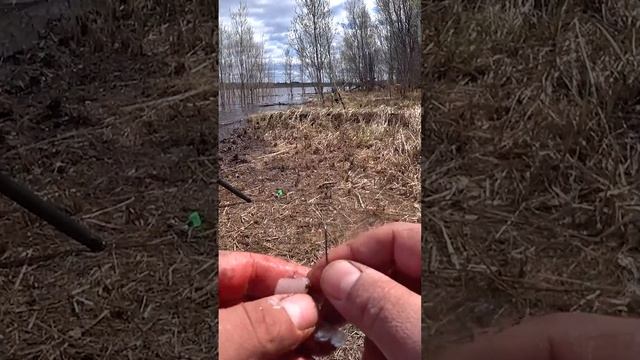 Рыбалка на кусок мяса. Мясо рыбы вместо червя. #shorts #рыбалка #fishing #рыба #мясо