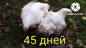 Вес бройлеров в 45 дней Выращивание бройлеров 36-45 дней