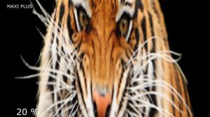 ✅ 15 Звуков "Звук Тигра" за 30 секунд. Рык тигра.