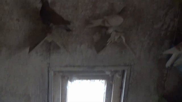 СРЕДНЕ АЗИАТСКИЕ И БАКИНСКИЕ ГОЛУБИ АЙРАТА ГАЛИМОВА ЧАСТЬ 2 смотреть онлайн