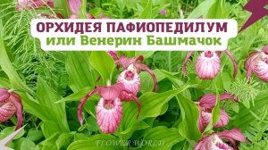 Венерин башмачок настоящий. (Cypripedium calceolus).?