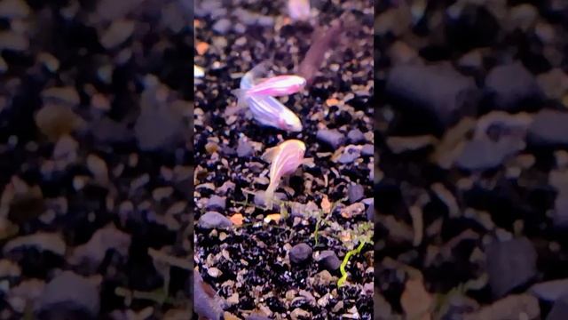 Данио рерио (GloFish) малиновые и фиолетовые