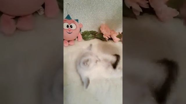Котёнок - Золотая Шиншилла Поинт