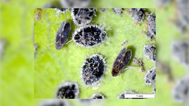 Колючая горная белокрылка (Aleurocanthus spiniferus Quaint.) смотреть онлайн