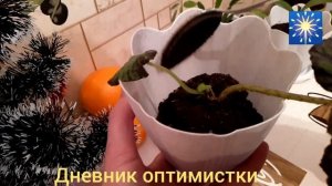 Бегония королевская,  размножение листком. Очень просто! Пересадка.