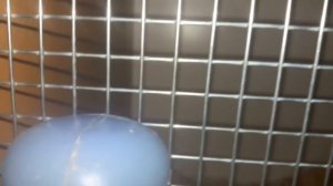 Поилка для Шиншилл! Какой должна быть поилка и Какую водичку можно давать Шиншиллкам!