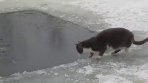 Кот ловит рыбу в проруби!