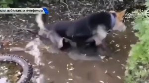 Татарстан. Возбудили уголовное дело против трёх живодёров которые убили собаку.