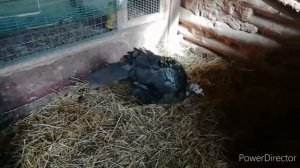 Индюки Тихорецкая порода.