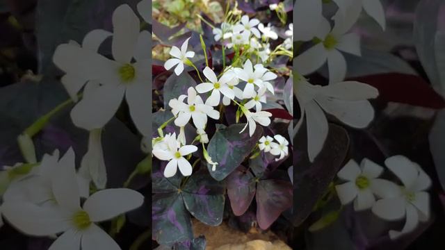 사랑초  red leaf oxalis