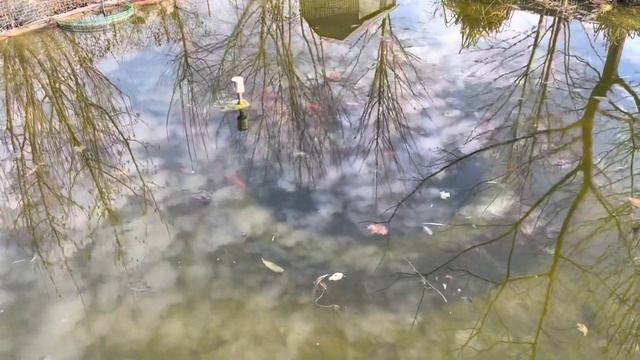 Куда направляются французские бульдоги и что они там узнают? смотреть онлайн