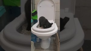 Приучение котёнка к унитазу. Второй день использования системы для приучения