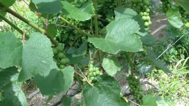 Размножение винограда ЗЕЛЕНЫМ ЧЕРЕНКОМ . Обзор моих кустов винограда .