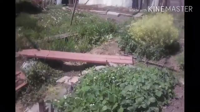 Тюльпаны отцвели.ЛАНДЫШИ зацвели!!! смотреть онлайн