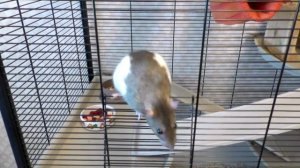 Можно ли выгуливать крыс? Выгул крыс по квартире и на улице. Крыса гуляет.