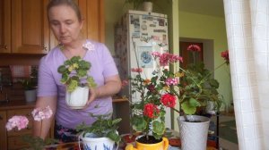 Уход за геранью пеларгонией. Секреты обильного цветения герани. Первогодки герани.