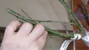 Весна 24😉😊. Обзор посылки с розами. Питомник Розомания🤩.