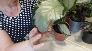 Калатеи, сорта в моей коллекции.