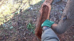 Как обрабатывать дупла у сливы