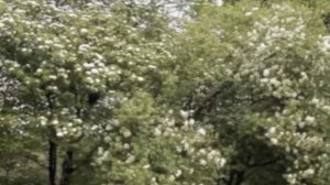 Viburnum prunifolium  Blackhaw tree form