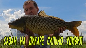 САЗАН НА ДИКАРЕ СИЛЬНО УДИВИЛ!