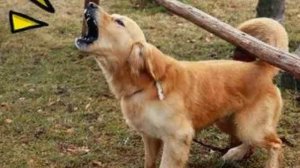 Развивающий мультик " Звуки живой природы"