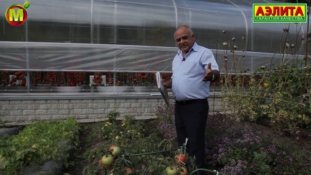 Томаты для открытого грунта. Выращивание в 2021 году смотреть онлайн