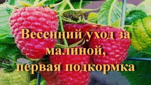 Весенний уход за малиной, первая подкормка
