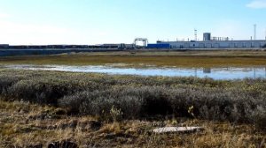 Брачные игры животных Courtship of animals