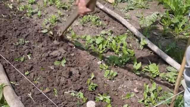 Ручной звёздочный культиватор