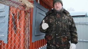 Правила содержание петушков в одном стаде.