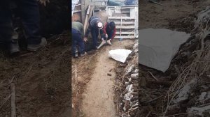 Tuyaqushning so'yilish jarayoni | Процесс забоя страуса | The process of slaughtering an ostrich