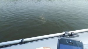 HDX T5 BMS + HUNTER 320 ЛКА