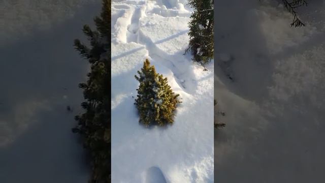 Приехали на участок 07.01.2024. С Рождеством Христовым! На участке всё ждёт весны... смотреть онлайн