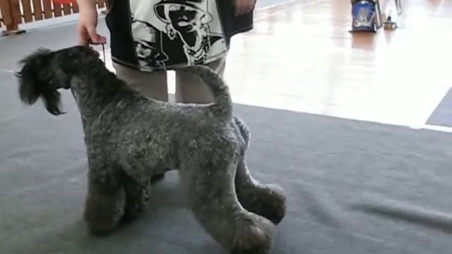 Absoljut Triumf Tsatsa Severnoi Doline - КЧК, Рез.ЛС (2) смотреть онлайн