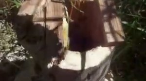 пчелы в колоде или правильное содержание пчёл