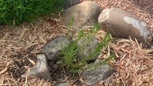 САНТОЛИНА. СЕКРЕТЫ УСПЕШНОГО ВЫРАЩИВАНИЯ. Сантолина зимой. смотреть онлайн