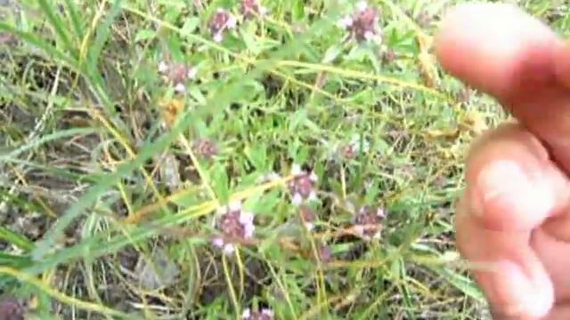 Чабрец - как выглядит и где растет. смотреть онлайн