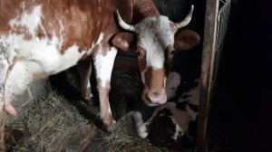 Корова отелилась