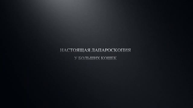 ВетЭндоШкола. Львиные приключения в Грузии. смотреть онлайн