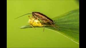 Как избавиться от тараканов в домашних условиях?