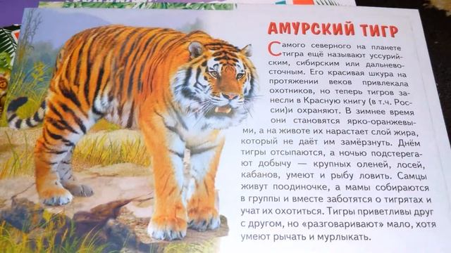 Готовимся к школе! Обзор и отзыв обучающие карточки Животные Азии Литур смотреть онлайн