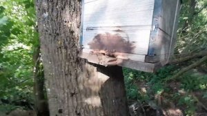 рой сел под ловушку