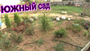 Южный сад//Розы всходят сами//Посадки-Пересадки