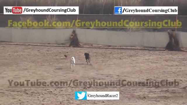 82 chak full race 23-24 December 2017 | Greyhound racing in Pakistan смотреть онлайн