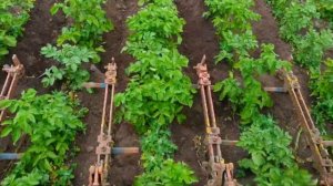ОКУЧИВАНИЕ КАРТОФЕЛЯ ТРАКТОРОМ Т-25/PUMPING POTATOES WITH T-25 TRACTOR