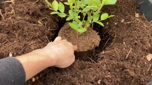 Посадка голубики Аврора от Веры Глуховой (15.06.23г) #голубика #голубикааврора #посадкаголубики