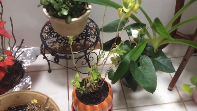 Базилик, который перезимовал на подоконнике смотреть онлайн