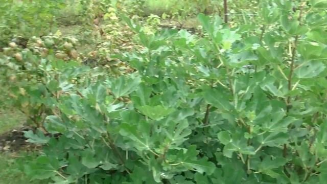 Инжир в кадке и открытом грунте на 13 августа 2016 г. смотреть онлайн