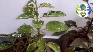 Polka dot Plant Care in Malayalam